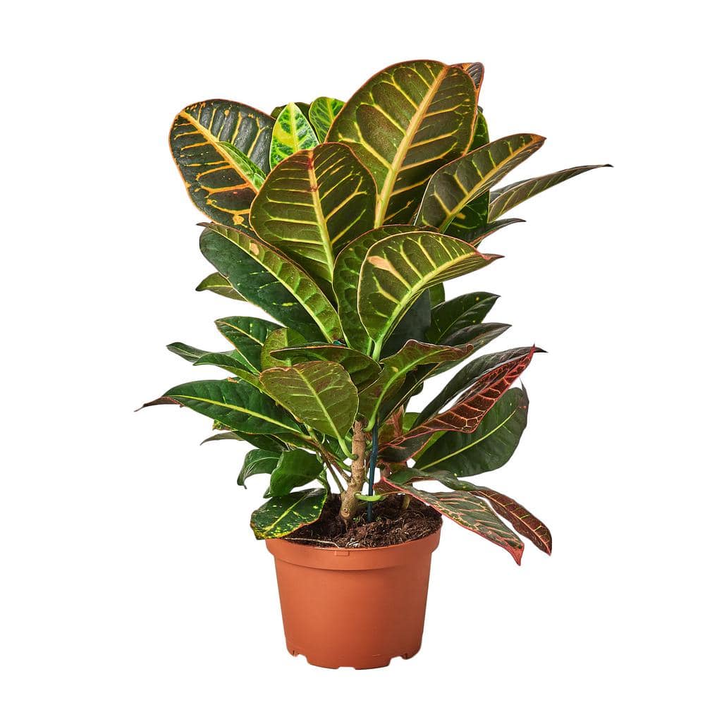 Josephs Coat (Croton Petra) Plant in 6 in. Grower Pot