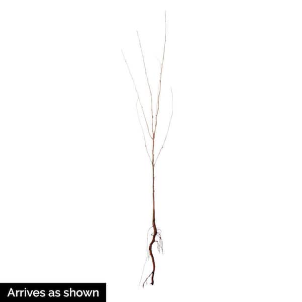 1 Hansen Cherry  1 foot tall bareroot tree 