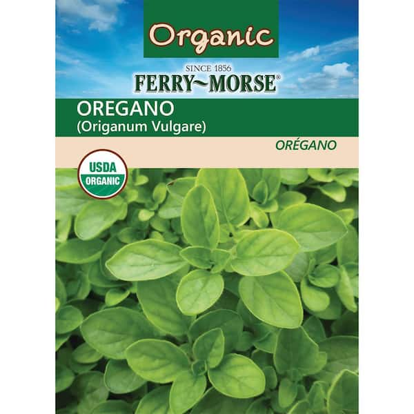 Organic Oregano Seed