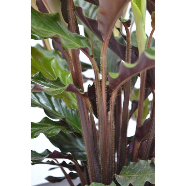 EVERBLOOM GROWERS, INC. 10 in. Calathea Furry Feather Plant Grower's Choice  in Deco Pot EBG10CALTH - The Home Depot