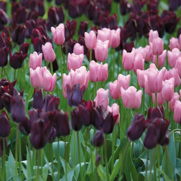 12/+ cm Purple and Pink Mixed Tulip Bulbs (Bag of 25)