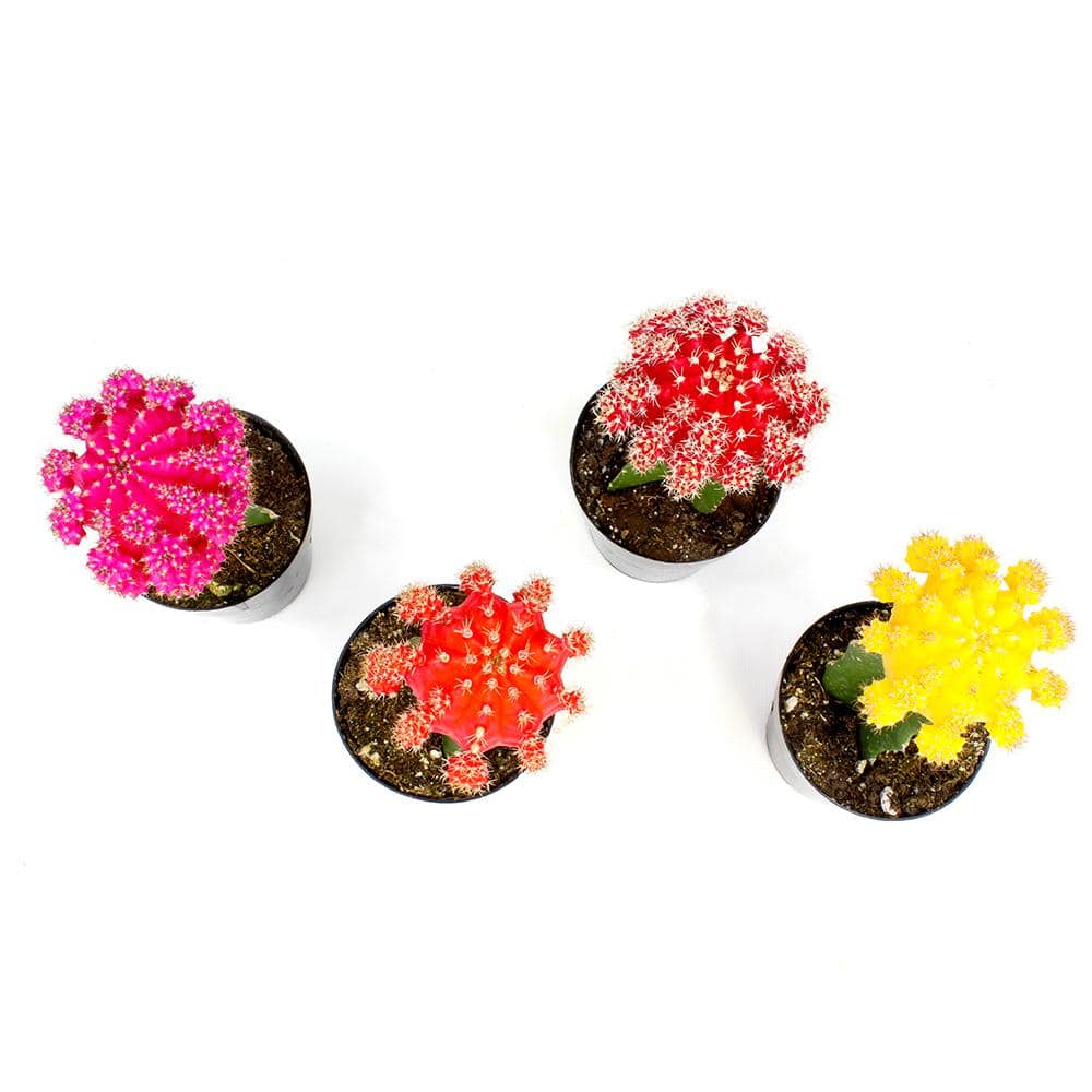 Multicolor Grafted Cactus Succulent Pack in Black Plastic Pots