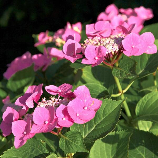 フラワー・ガーデニング Hirobe national PLANT NETWORK 4 in. Hydrangea Preziosa (3-Pack) HD3195