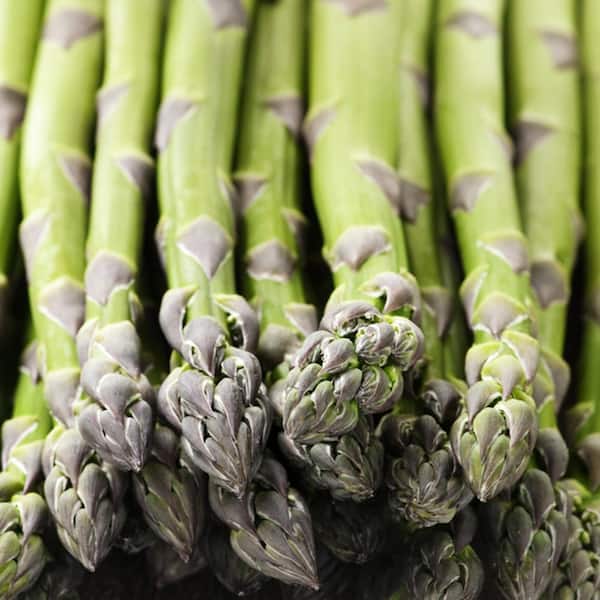 VAN ZYVERDEN GMO Free Asparagus Mary Washington Roots (3-pack)