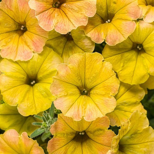 PROVEN WINNERS 4.25 in. Eco+Grande Supertunia Honey (Petunia) Live