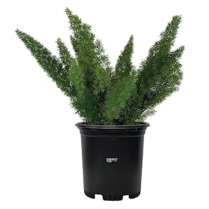 Asparagus Meyerii Fern Live Outdoor Plant in Growers Pot Average Shipping Height 1-2 Ft. Tall