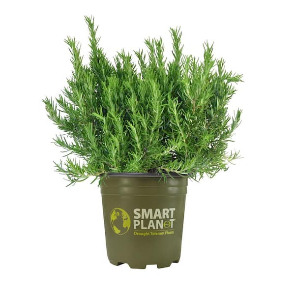SMART PLANET 2.5 QT. Upright Rosemary Plant