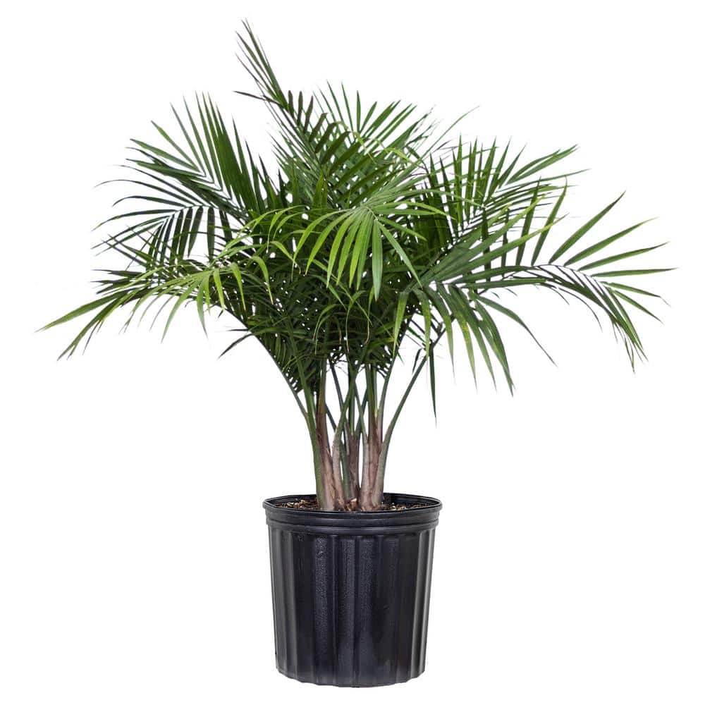 United Nursery Majesty Palm Plant in 9.25 in. Grower Pot 20736