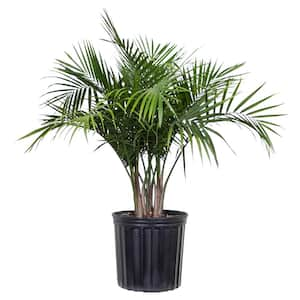 Majesty Palm Plant in 9.25 in. Grower Pot