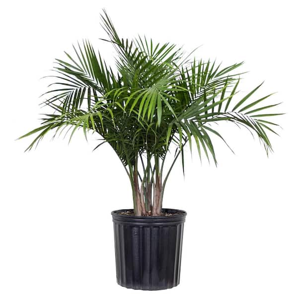 Majesty Palm Plant in 9.25 in. Grower Pot