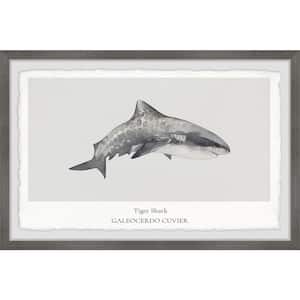 "Galeocerdo Cuvier" by Marmont Hill Framed Animal Art Print 24 in. x 36 in.