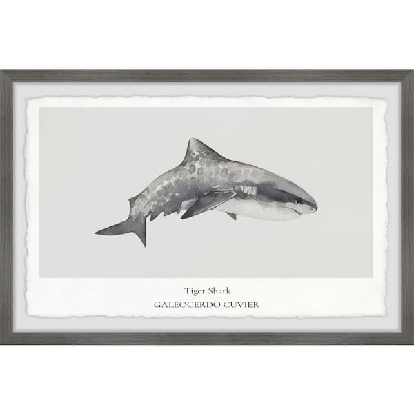Unbranded "Galeocerdo Cuvier" by Marmont Hill Framed Animal Art Print 24 in. x 36 in.