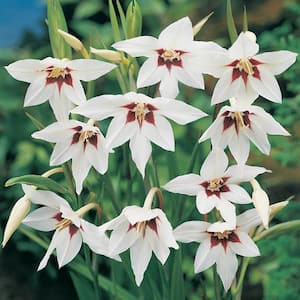 White and Red Colored Abyssinian Gladiolus Flowers Bulbs (25-Pack)