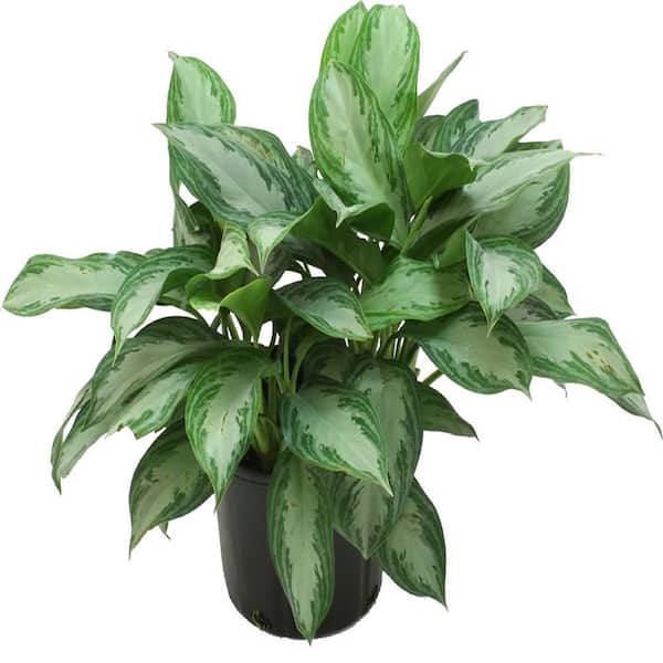 Costa Farms Aglaonema Silver Bay Indoor Plant in 9.25 in. Grower Pot, Avg. Shipping Height 2-3 ft. Tall