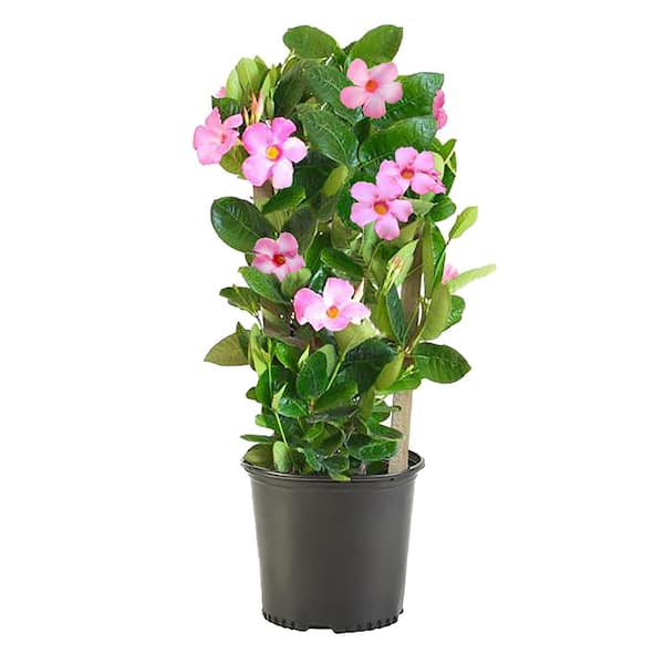Unbranded 10 in. Mandevilla Trellis Plant with Pink Trumpet Shaped Blooms and Rich Green Foliage