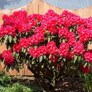 1.50 Gal. Pot, Nova Zembla Rhododendron, Live Broadleaf Evergreen Flowering Shrub (1-Pack)