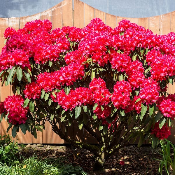 Spring Hill Nurseries 1.50 Gal. Pot, Zembla Rhododendron, Live Broadleaf Evergreen Shrub (1-Pack) 90086 - The Home Depot