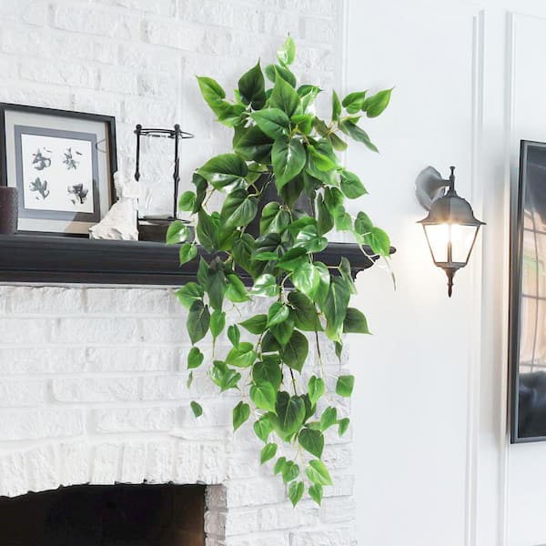 buy philodendron Pink Princess Philodendron Plant - 6 Inch Pot main image 1