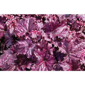 3 in. Forever Purple Heuchera Plant (3-Piece)