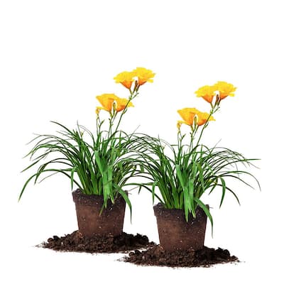 1 Gal. Stella D'Oro Daylily Plant (2-Pack)