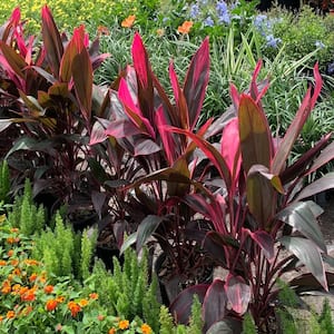 3 Gal. Red Sister Hawaiian Ti Cordyline Plant With Red Foliage
