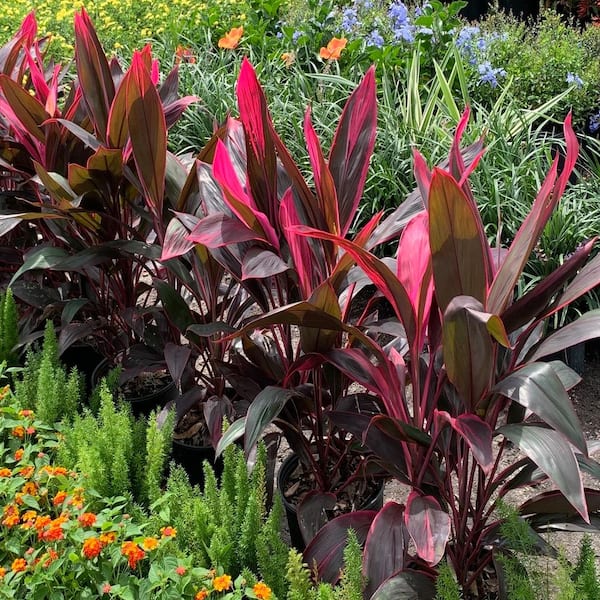 3 Gal. Red Sister Hawaiian Ti Cordyline Plant With Red Foliage