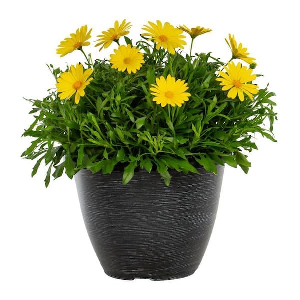 Vigoro 2 Gal. Osteospermum African Daisy Voltage Yellow in Decorative Planter Annual Plant (1-Pack)
