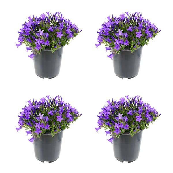2.5 qt. Campanula Portenschlagiana Clockwise Blue Perennial Plant with Blue Flowers (4-Pack)