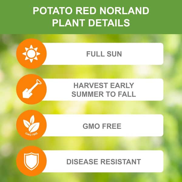 Garden State Bulb Red Norland Seed Potatoes for Planting, Non-GMO (10lb Bag )