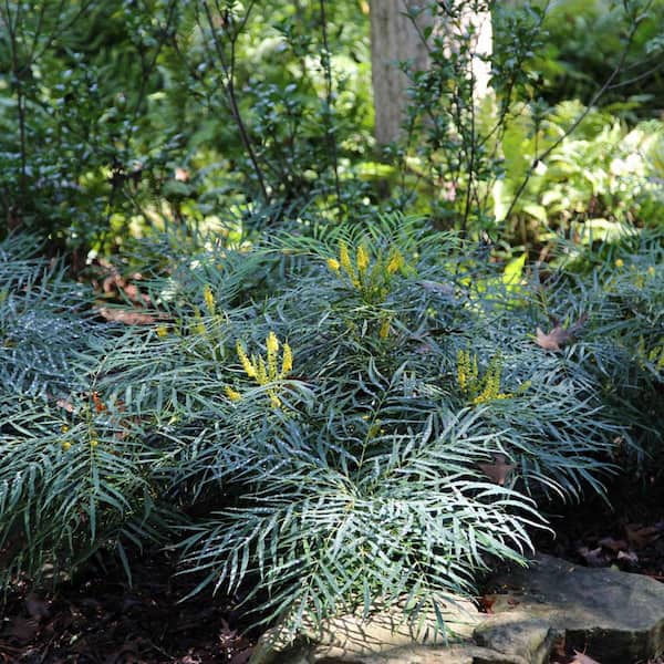 2 Gal. Soft Caress Mahonia, Live Evergreen Shrub, Bright Yellow Flowers
