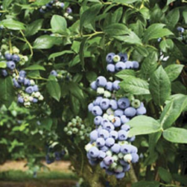 FLOWERWOOD 2.5 Gal Tifblue Blueberry (Rabbiteye) Bush FruitBearing