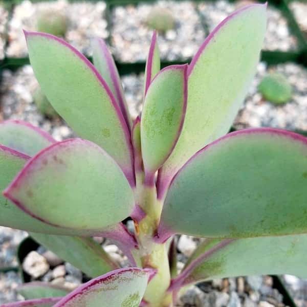 Wekiva Foliage Vertical Leaf Plant-4 Live Starter Plants in 2 Inch Growers Pots-Senecio Crassissimus-Easy Care Succulent