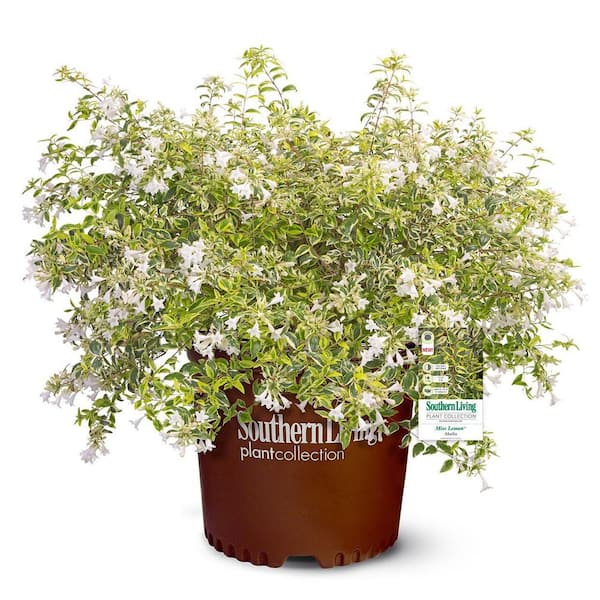 SOUTHERN LIVING 2.5 qt. Miss Lemon Abelia Shrub (Abelia Grandiflora) Live Plant with Bright Variegated Foliage and Light Pink Flowers