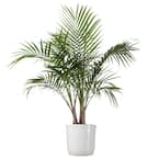 Majesty Palm Live Indoor Outdoor Plant in 10 inch White Decor Pot