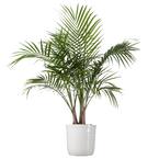 Majesty Palm Plant 24 in. to 34 in. Tall in 10 in. White Decor Pot