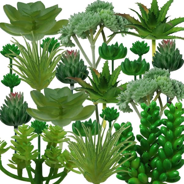 bear paw succulents Cotyledon tomentosa Bear's Paw