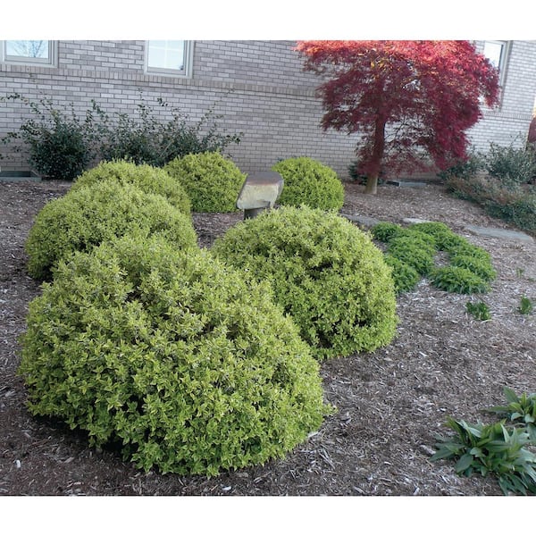 3G Radiance Abelia Plant with Cream-Edged Bright Green Leaves That Blooms with Masses of Fragrant White Flowers