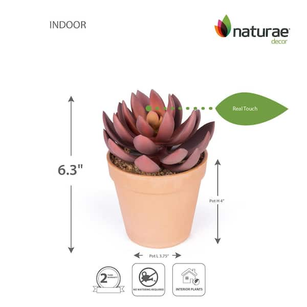 Naturae Decor Artificial 6 in. Succulent Lotus in Terracotta Pot