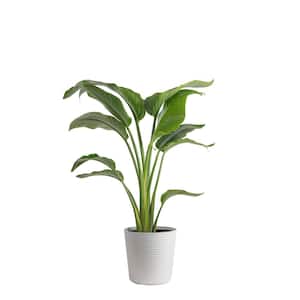 White Bird of Paradise Indoor Plant in 10 in. Decor Pot, Avg. Shipping Height 2-3 ft. Tall