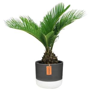 Cycas Revoluta Sago Palm Indoor Plant in 6 in. Two-Tone Ceramic Planter, Avg. Shipping Height 1-2 ft. Tall
