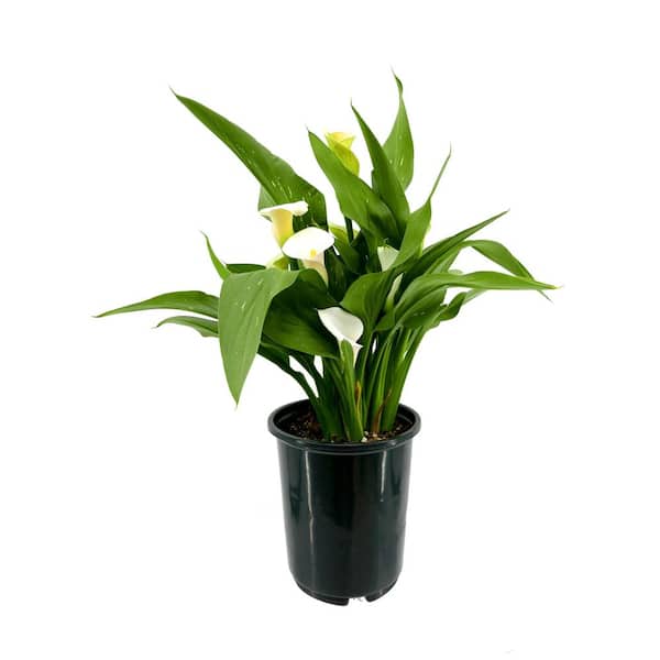Unbranded 2.5 Qt. Perennial Calla Lily White (1-Pack)
