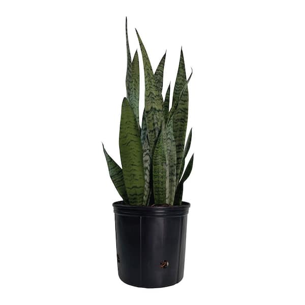1.72 Gal. Zeylanica Sansevieria Snake Plant Indoor Tropical Houseplant in Grower Pot (1-Pack)