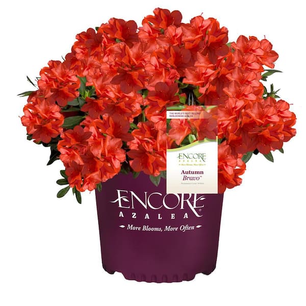 ENCORE AZALEA 2 Gal. Autumn Bravo Shrub With Red Flowers 14801 - The ...