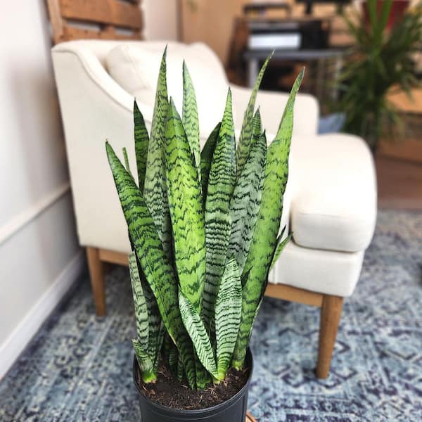 ALTMAN PLANTS Variegated Live Snake Plant, Drought Tolerant Indoor Plants,  Easy Care, Low Maintenance Succulent Houseplant, 10 in. Pot 0873573 - The  Home Depot