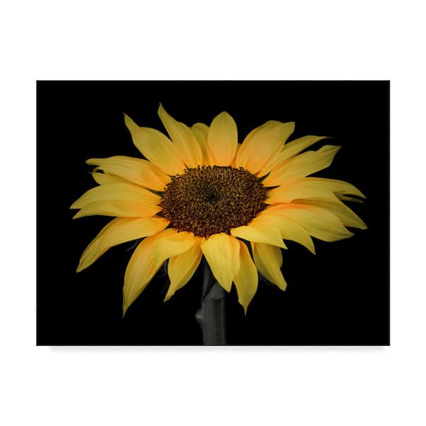 Trademark Fine Art Sunflowers Centered by Assaf Frank Floater Frame ...