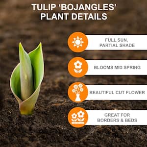 12/+ cm, Bojangles Triumph Tulip Flower Bulbs (Bag of 25)