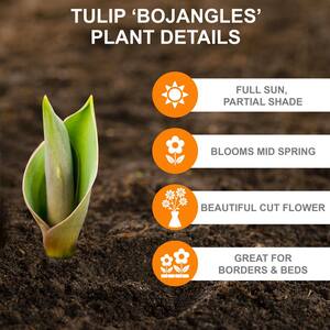 12/+ cm, Bojangles Triumph Tulip Flower Bulbs (Bag of 50)