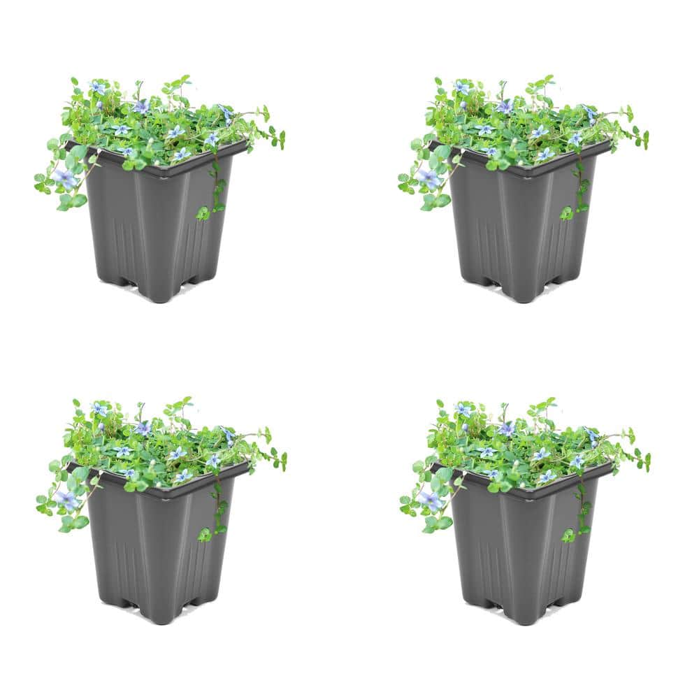 1.0-Pint Isotoma Fluvitalis Perennial Plant with Blue Flowers (4-Pack)