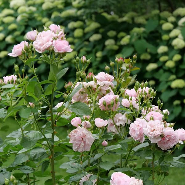 Proven Winners 1 Gal. Reminiscent Pink Live Rose Bush with Light
