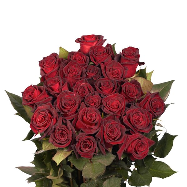 Globalrose Fresh Black Baccara Dark Red Color Roses (100 Stems)